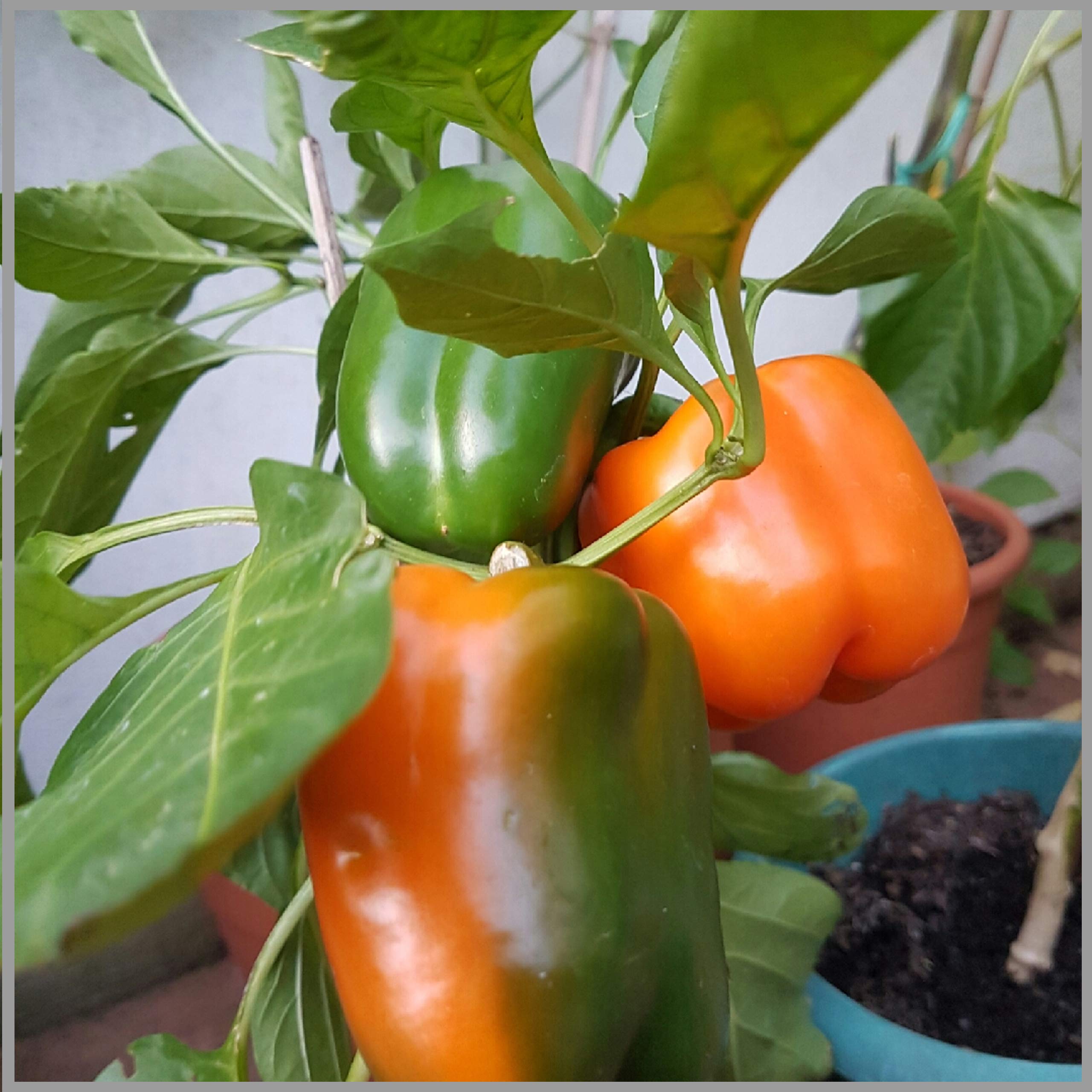 Sweet (Orange Pepper) for planting in garden